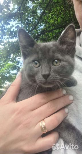 Котенок девочка 2,5 месяца