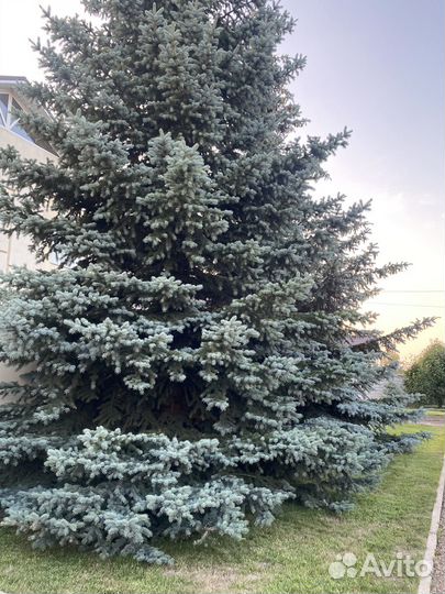 Ель голубая крупномер