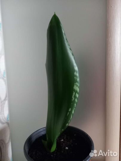 Сансевиерия уитни
