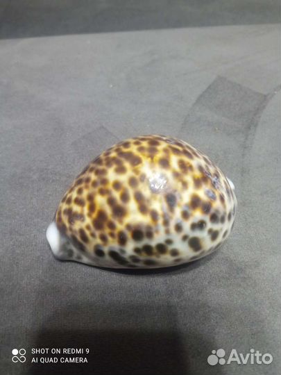 Морские ракушки