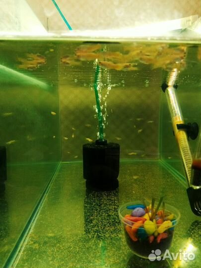 Аквариумные рыбки