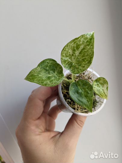 Алоказии вариегатные