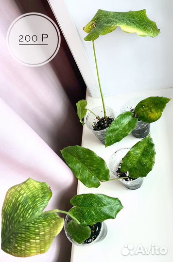 Калатея нетворк