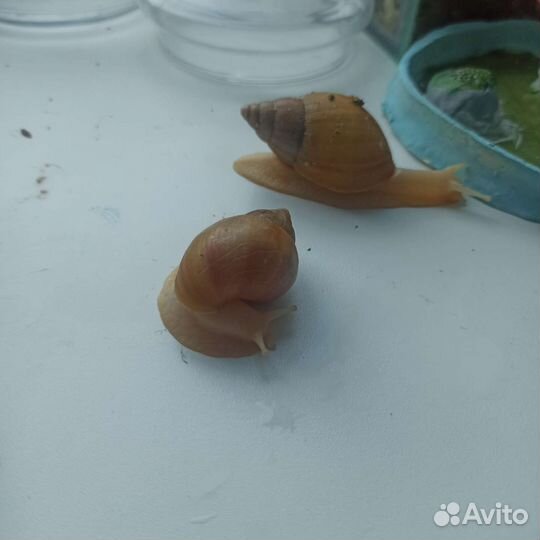 Улитки ахатины альбиносы