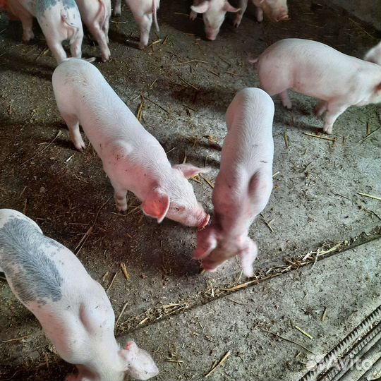 Поросята белая мясная +петрен