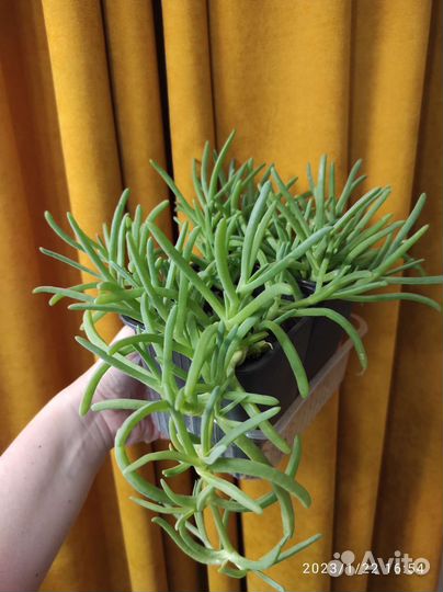 Крестовник комнатный цветок