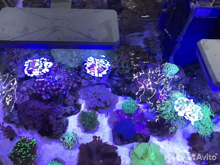 Морской аквариум 300 литров