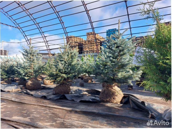 Туи 100-140 смарагд сосна ель кедр можжевельник