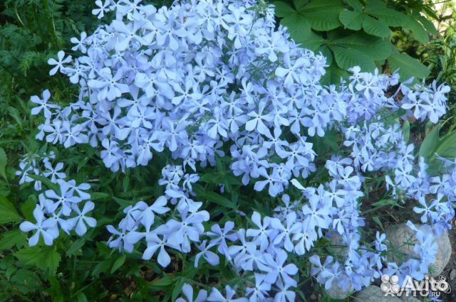 Пион (марьин корень)