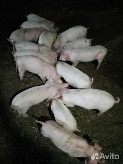Поросенок ландрас