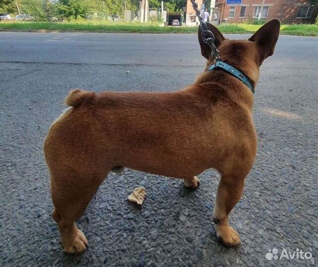 Вязка французский бульдог