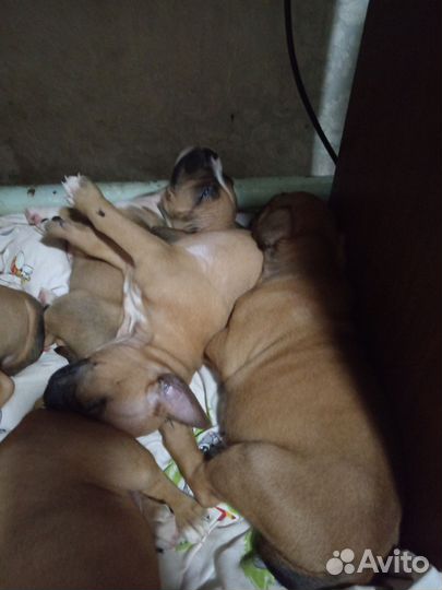 Мальчишки стаффорды