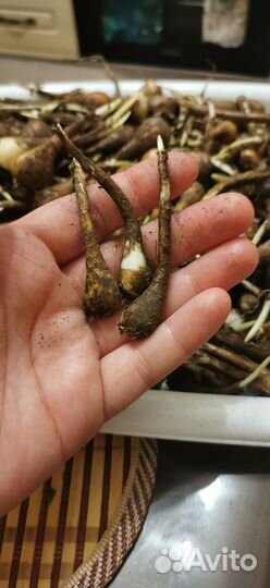 Луковицы нарциссов