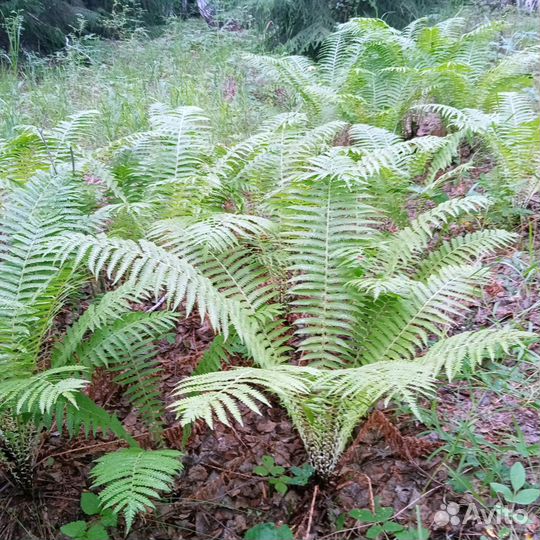 Саженцы Ель отборная, Лиственница и Кедр: до 2,5 м