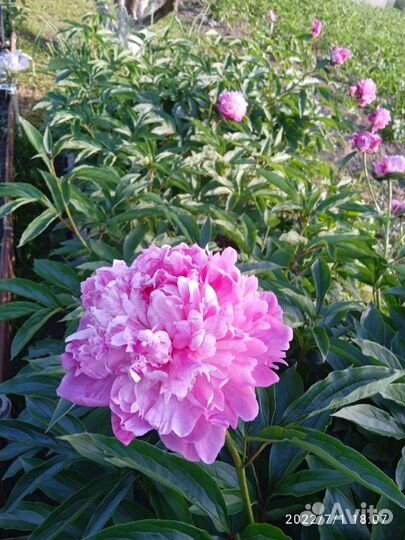 Корни пионов