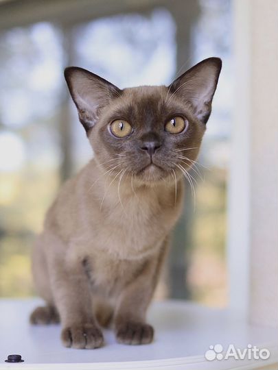 Котенок бурма