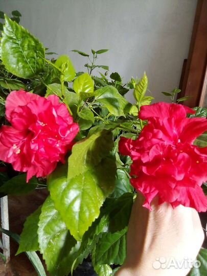 Гибискус,китайская роза