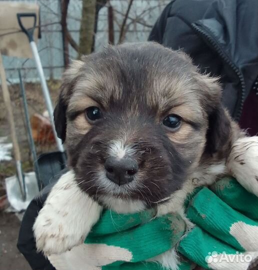Отдам щенков в добрые руки