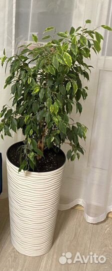 Фикус бенджамина