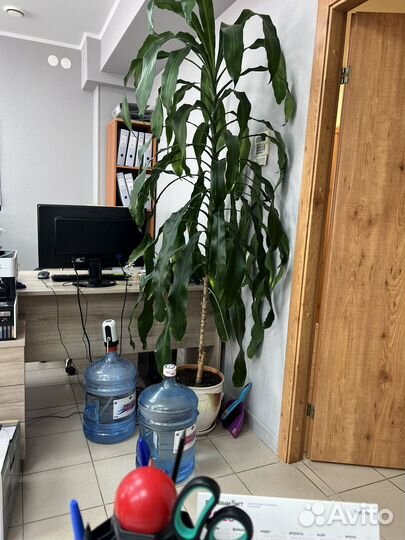 Пальма 2 м с горшком, самовывоз