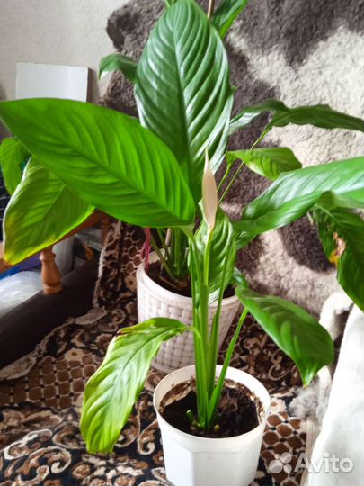 Спатифиллум