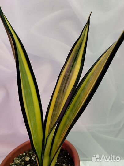 Сансевиерия Форескейт и Ханни Грин мулд медиапикта