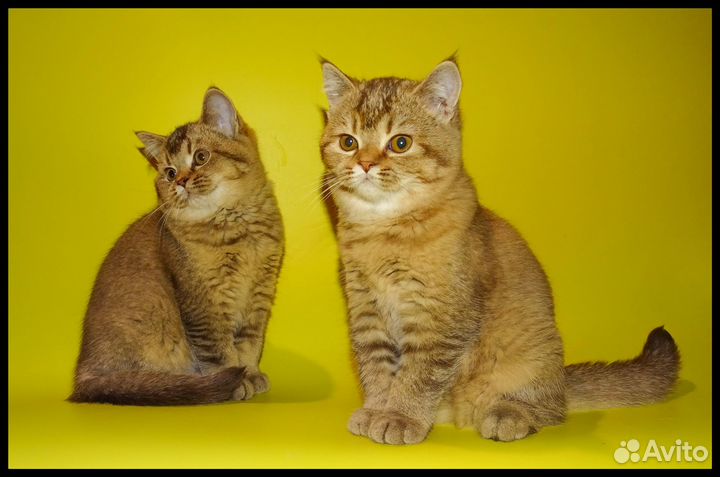 Пятнистые и тиккированные котята шоколадный окрас