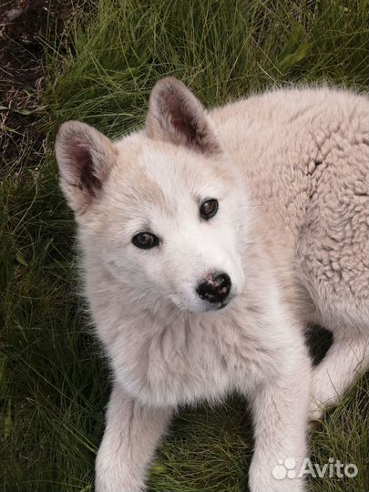 Отдам в хорошие ручки