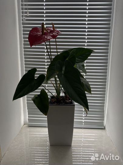 Комнатные цветы антуриум