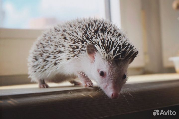 Африканский карликовый ежик