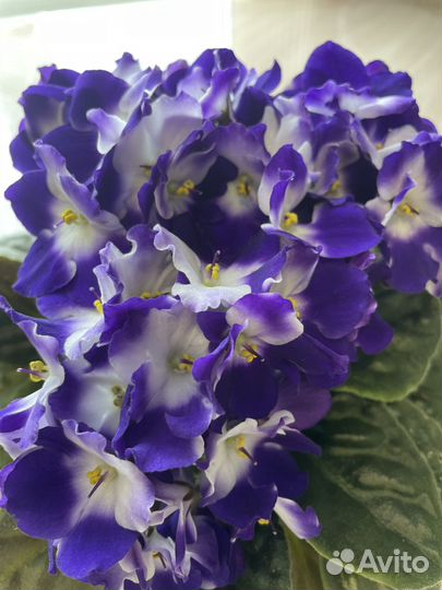 Цветущие фиалки