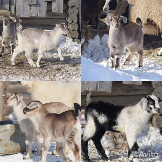 Козы бараны