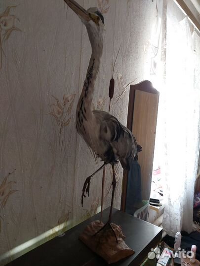 Чучело птицы