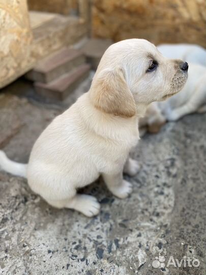 Щенки лабрадора палевые