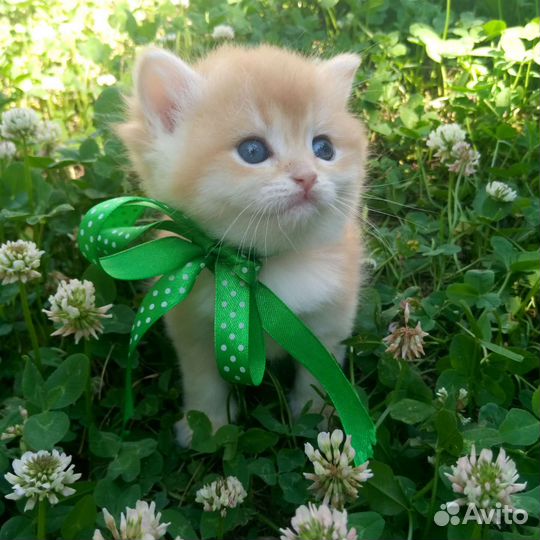 Британский кот. золотая шиншилла Bri ny12