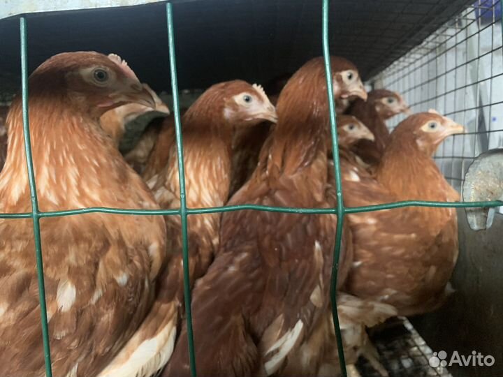 Куры несушки