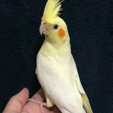 Волнистый попугай ручной