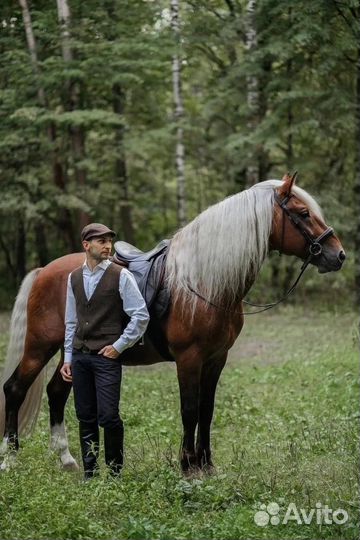 Продажа лошадей