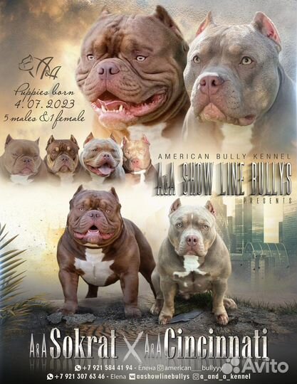 Американский булли покет,классик
