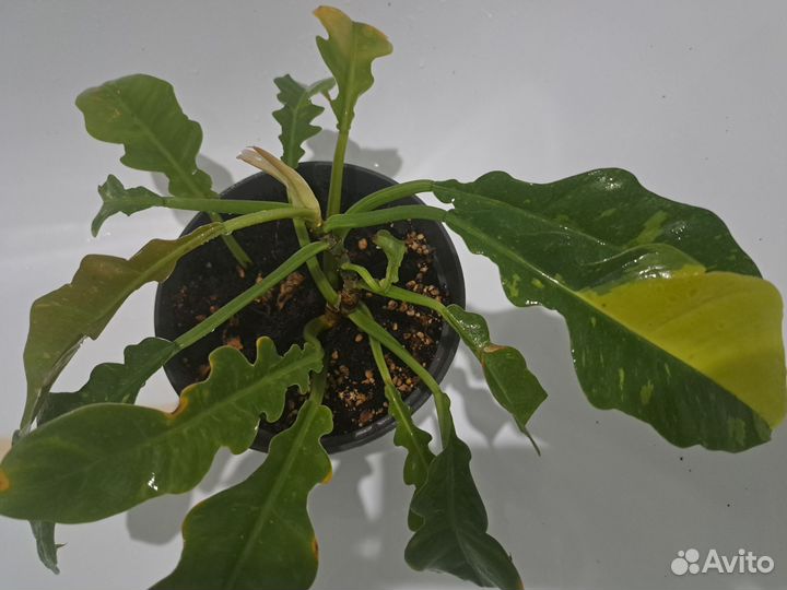 Филодендрон Ринг оф файер