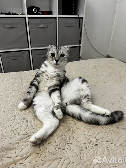 Кошка вислоухая вязка