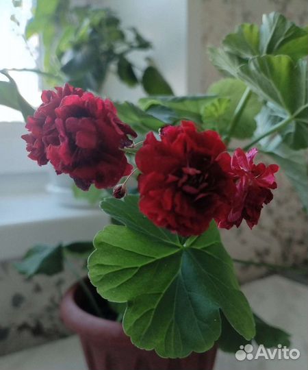 Пеларгония герань