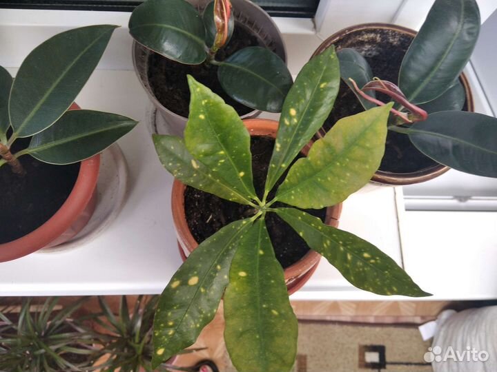 Кротон, фикус