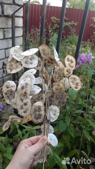 Сухоцветы и семена Лунарии