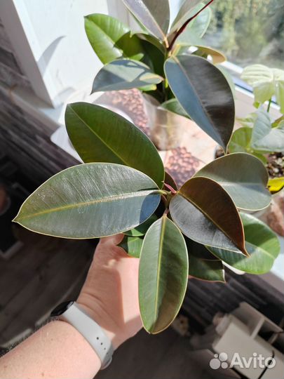 Фикус Мелани