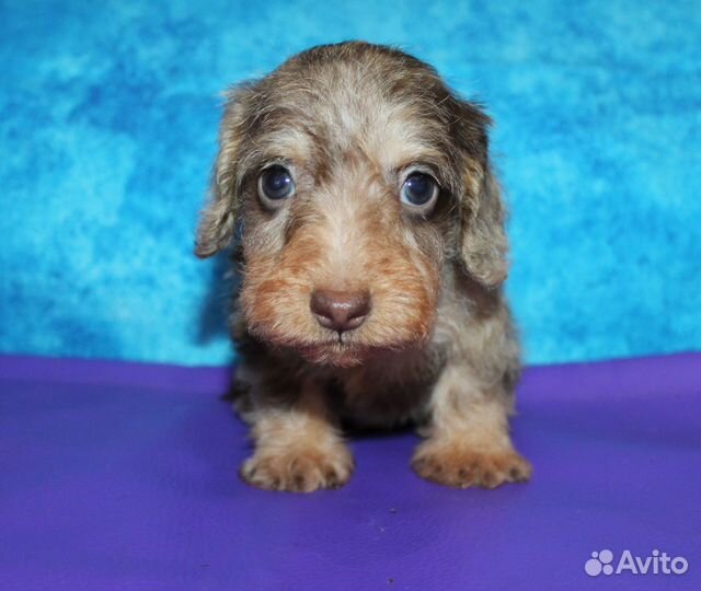 Такса жесткошерстная кроличья, кобелек,40 дней