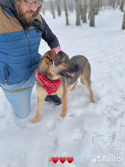 Собака в добрые руки