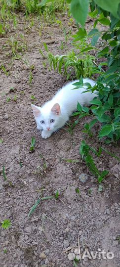 Отдам маленького котенка в добрые руки