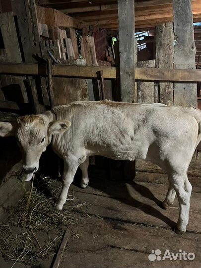 Корова с теленком