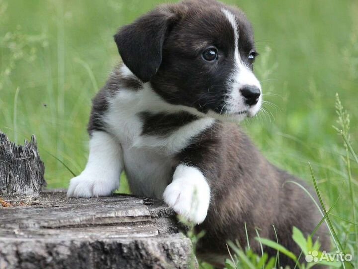 Вельш корги